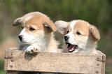 CORGI PEMBROKE 1351